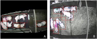 Individual Detection and Tracking of Group Housed Pigs in Their Home Pen Using Computer Vision